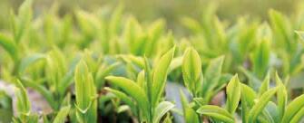 廣西西林京桂古道茶業(yè)公司怎么樣？是國(guó)企嗎？和廣西農(nóng)墾集團(tuán)啥關(guān)系？